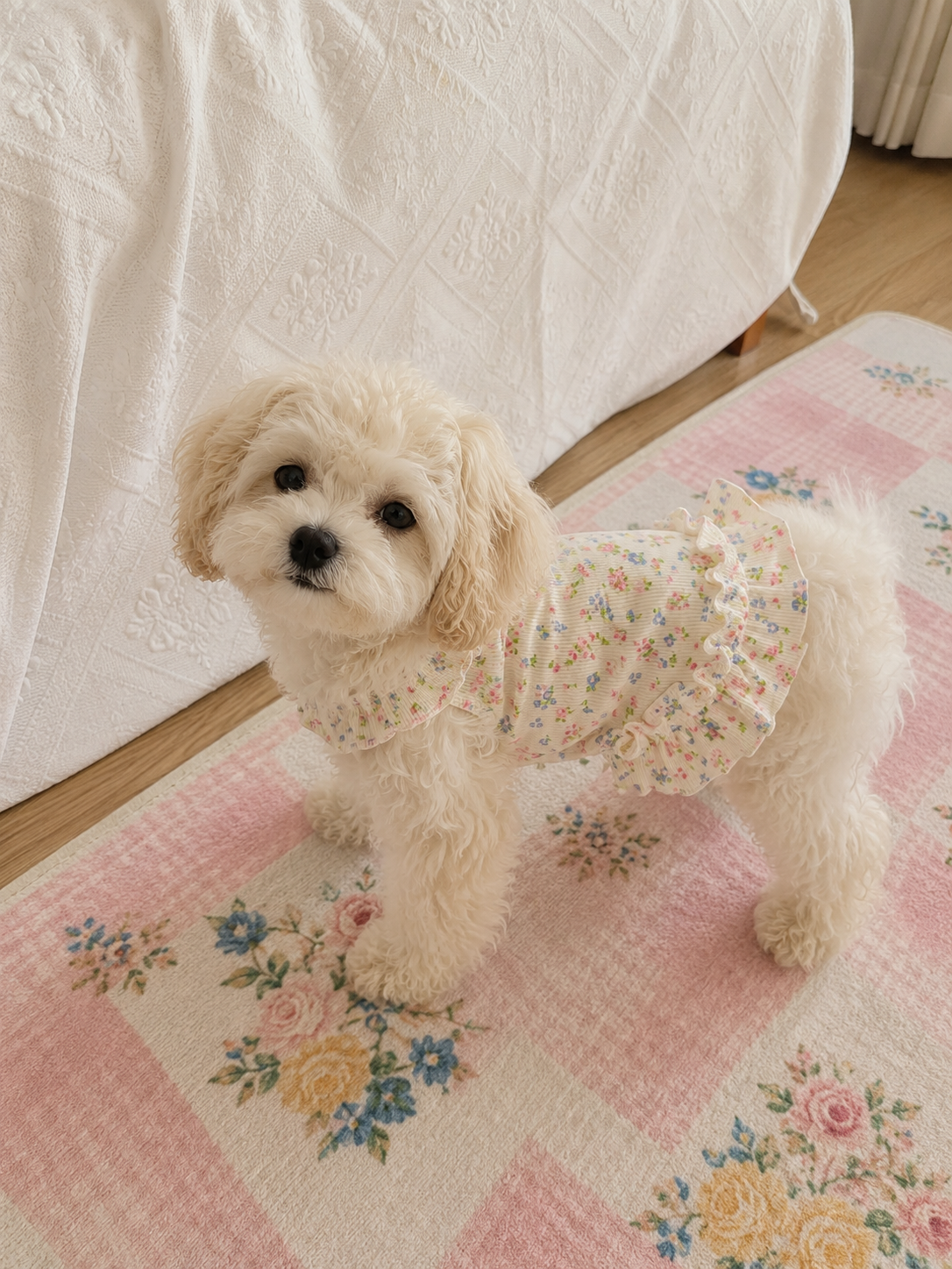 Sunny Daisy Breathable Floral Pet Dress