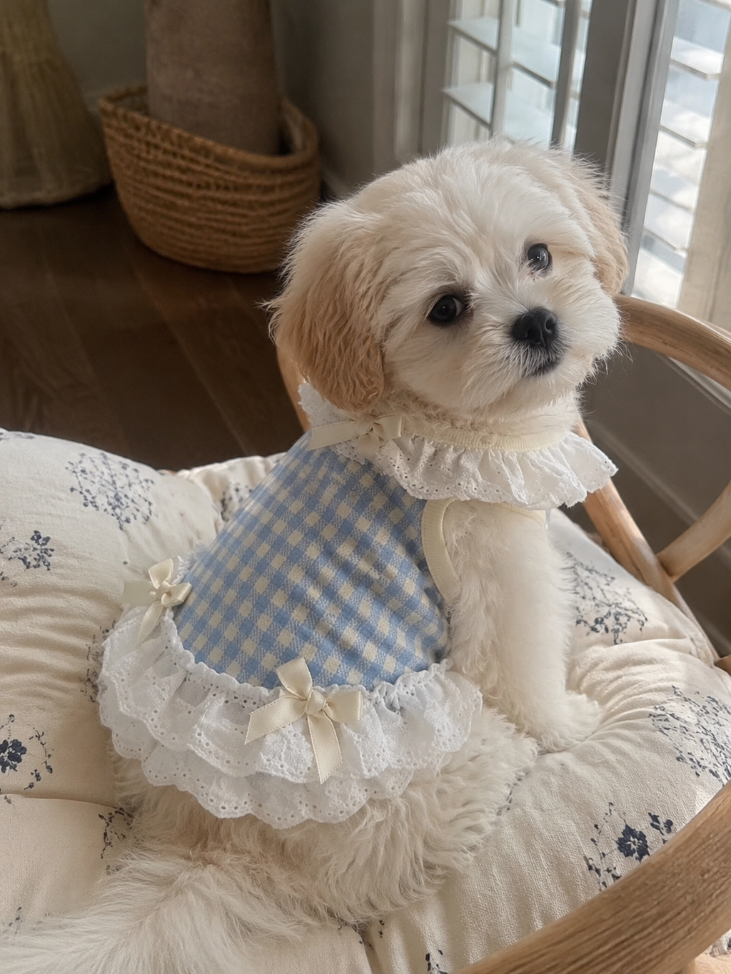 Gingham Sweetheart Lace Pet Vest
