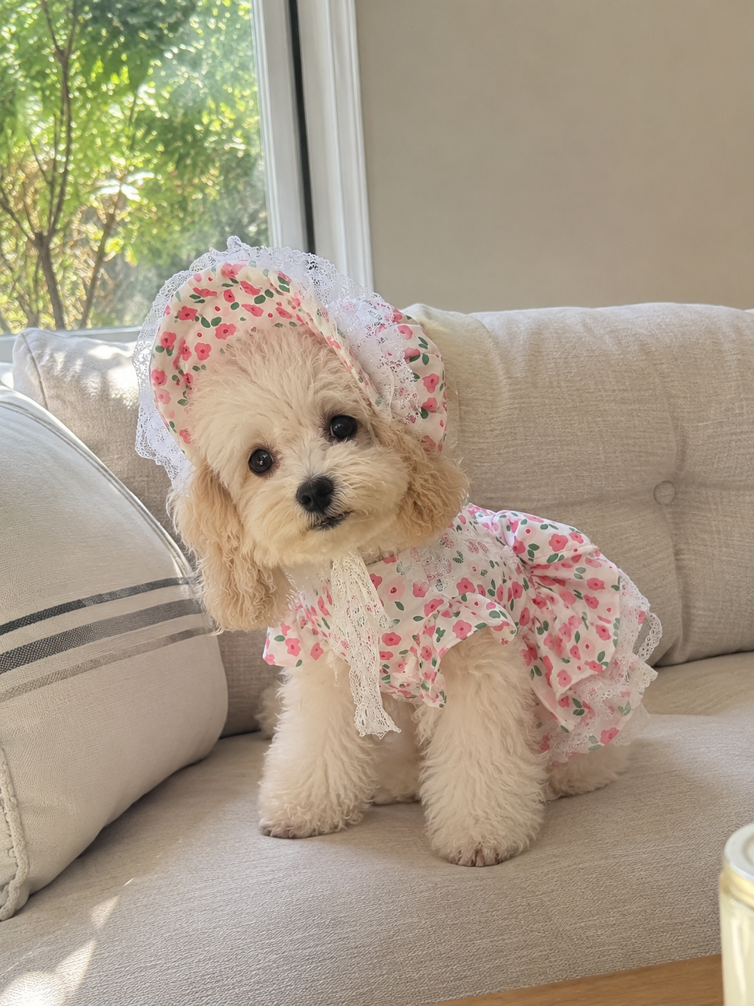 Romantic Rose Bonnet & Dress Outfit for Pets