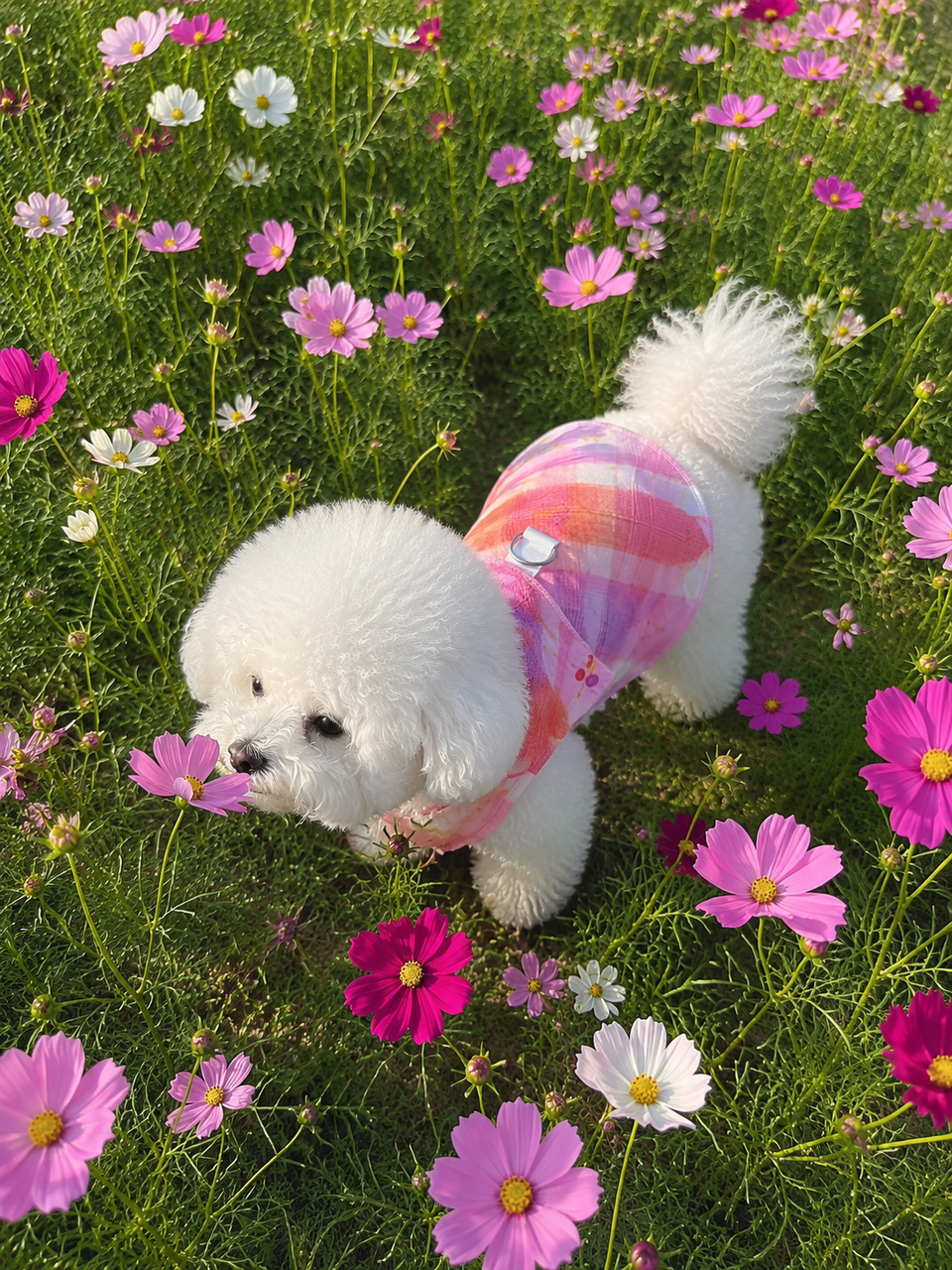 Sweet Cherry Mesh Pet Vest