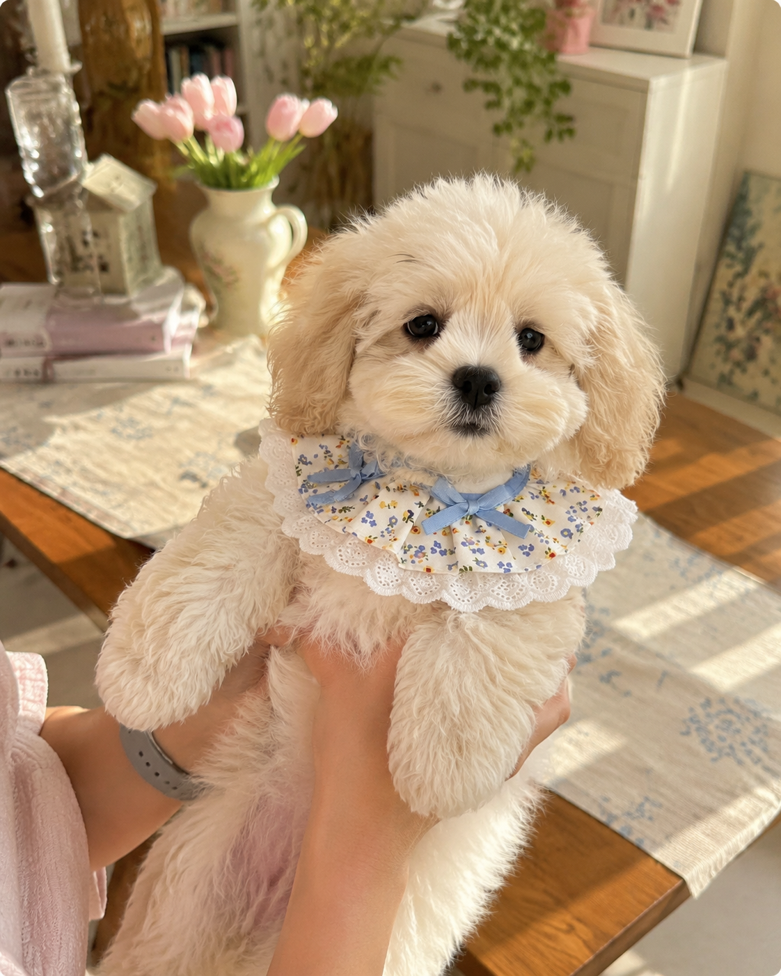 Cute Floral Lace Pet Bib Collar