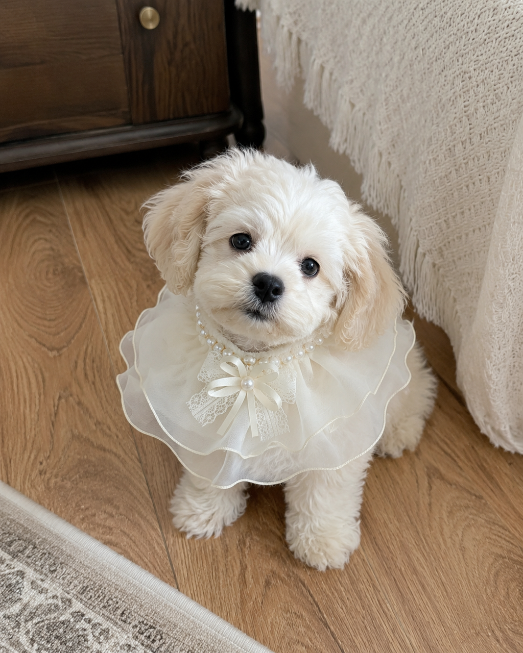 Princess Bow Pet Collar