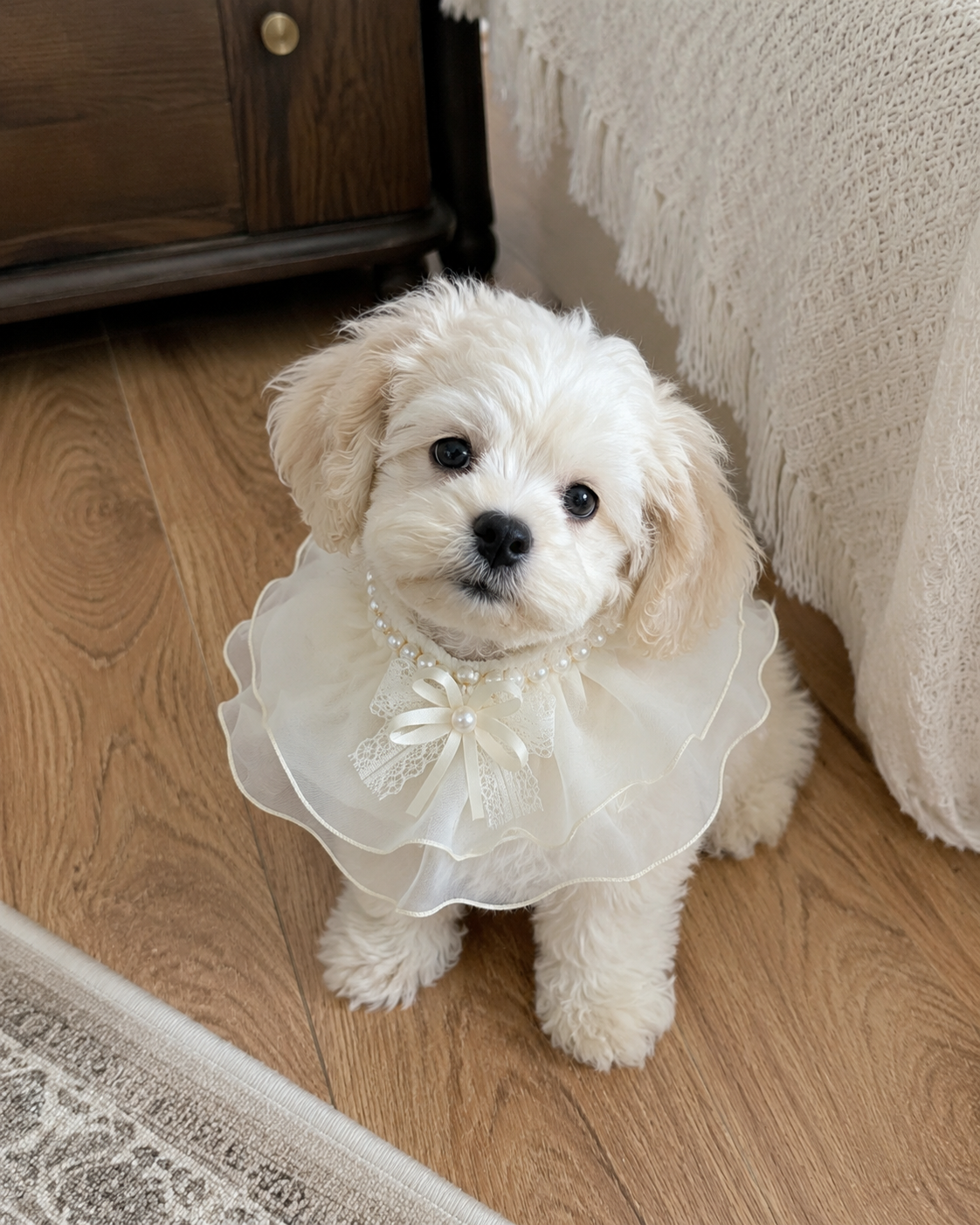 Princess Bow Pet Collar