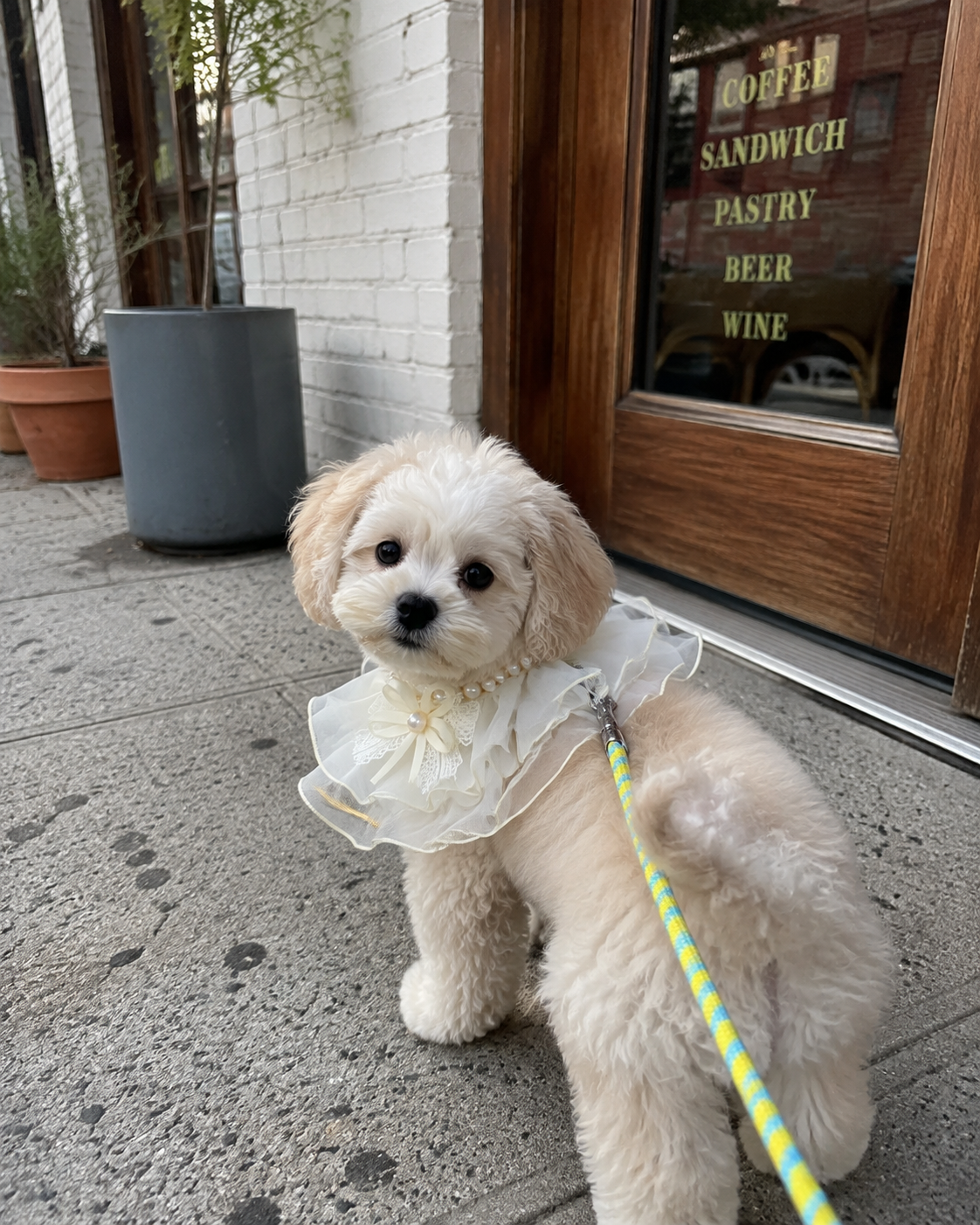 Princess Bow Pet Collar