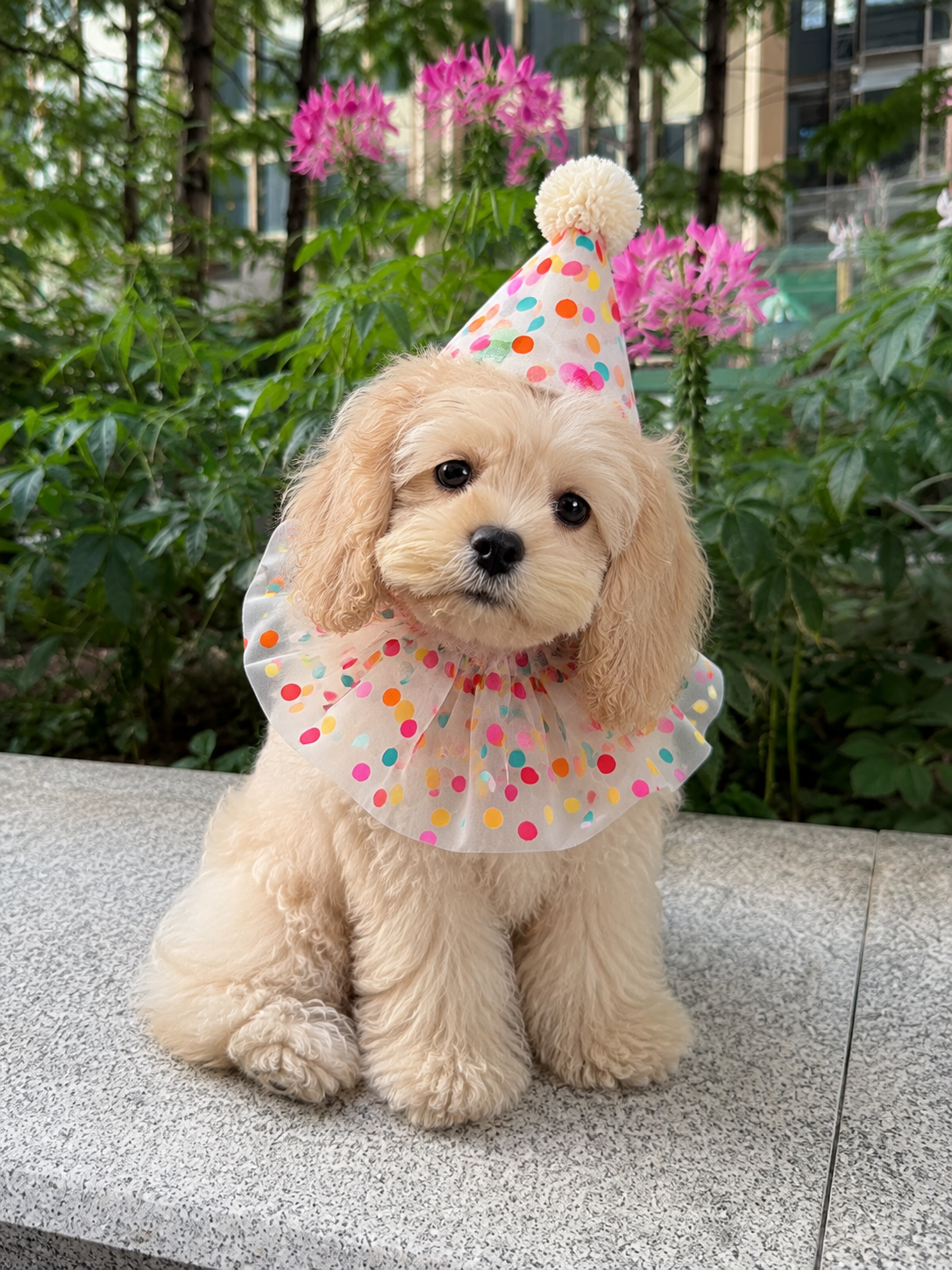 Rainbow Polka Dot Birthday Collar & Hat Set