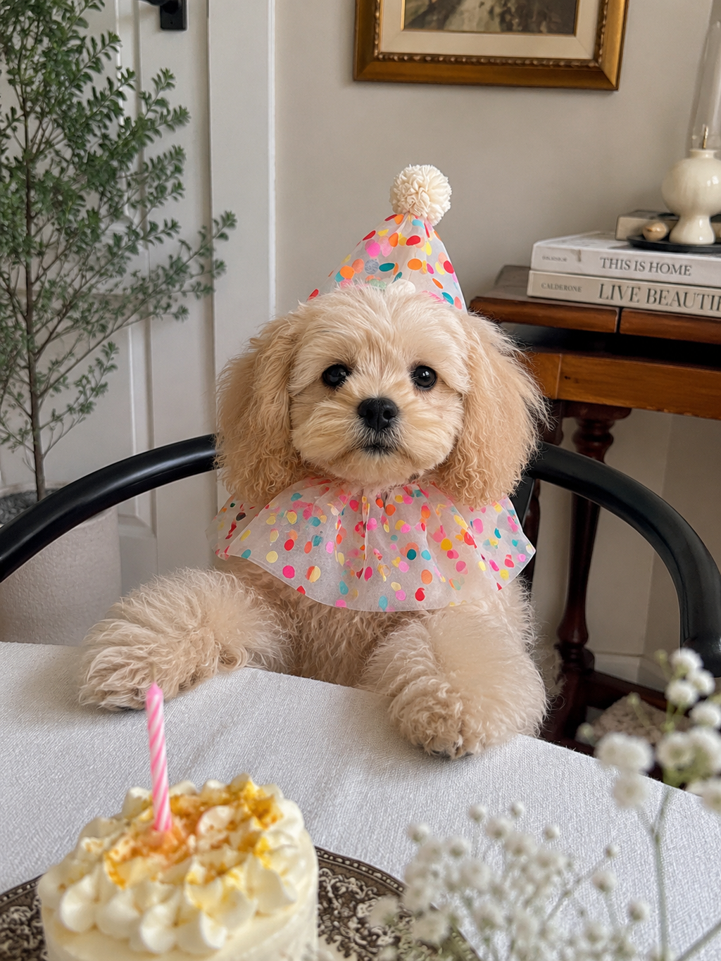 Rainbow Polka Dot Birthday Collar & Hat Set