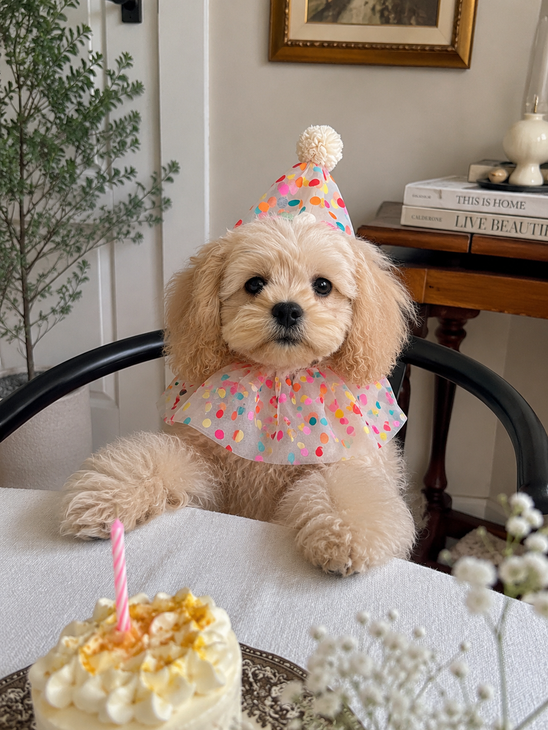 Rainbow Polka Dot Birthday Collar & Hat Set
