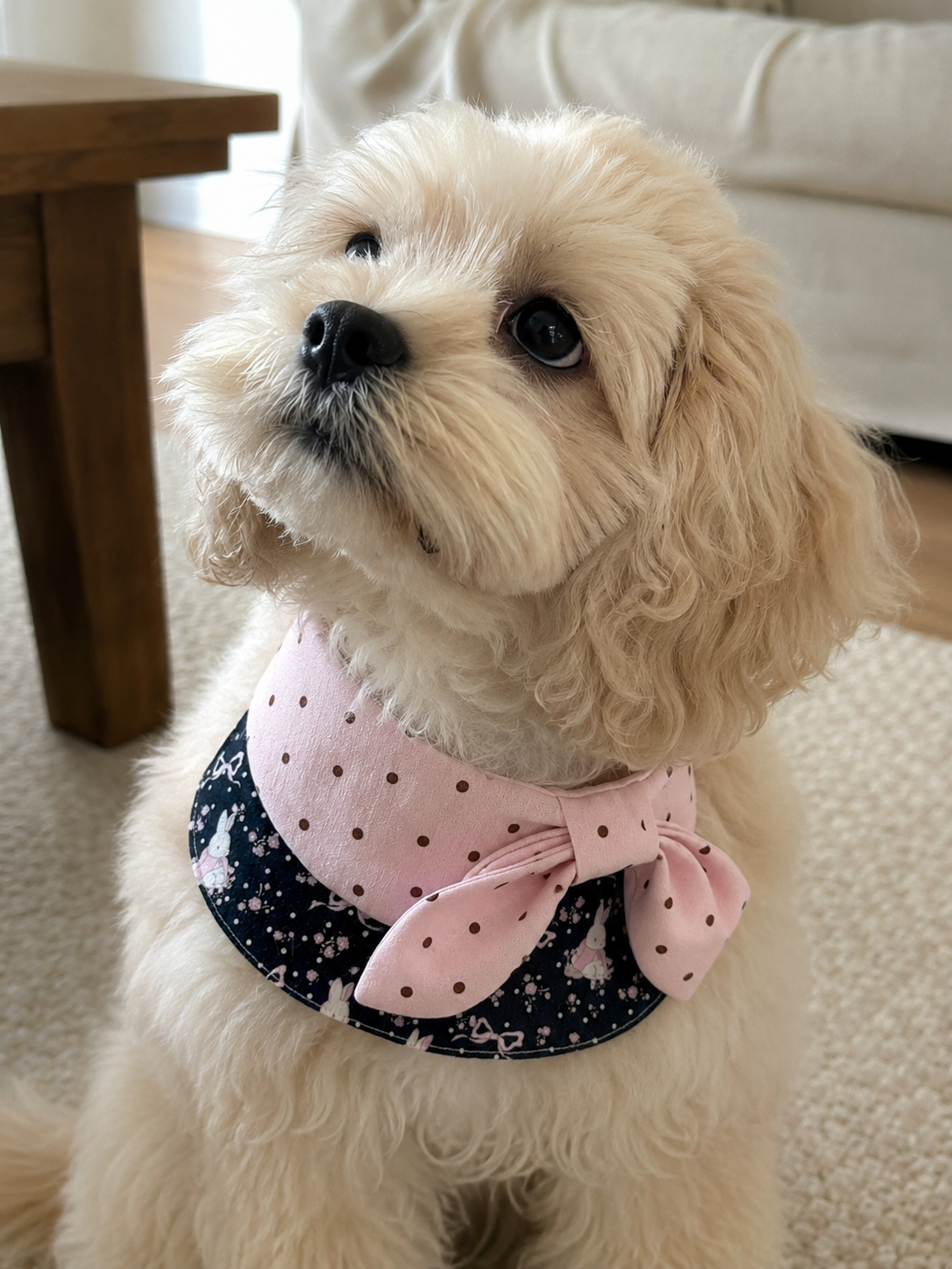 Rosy Bow French Pet Bib 🎀