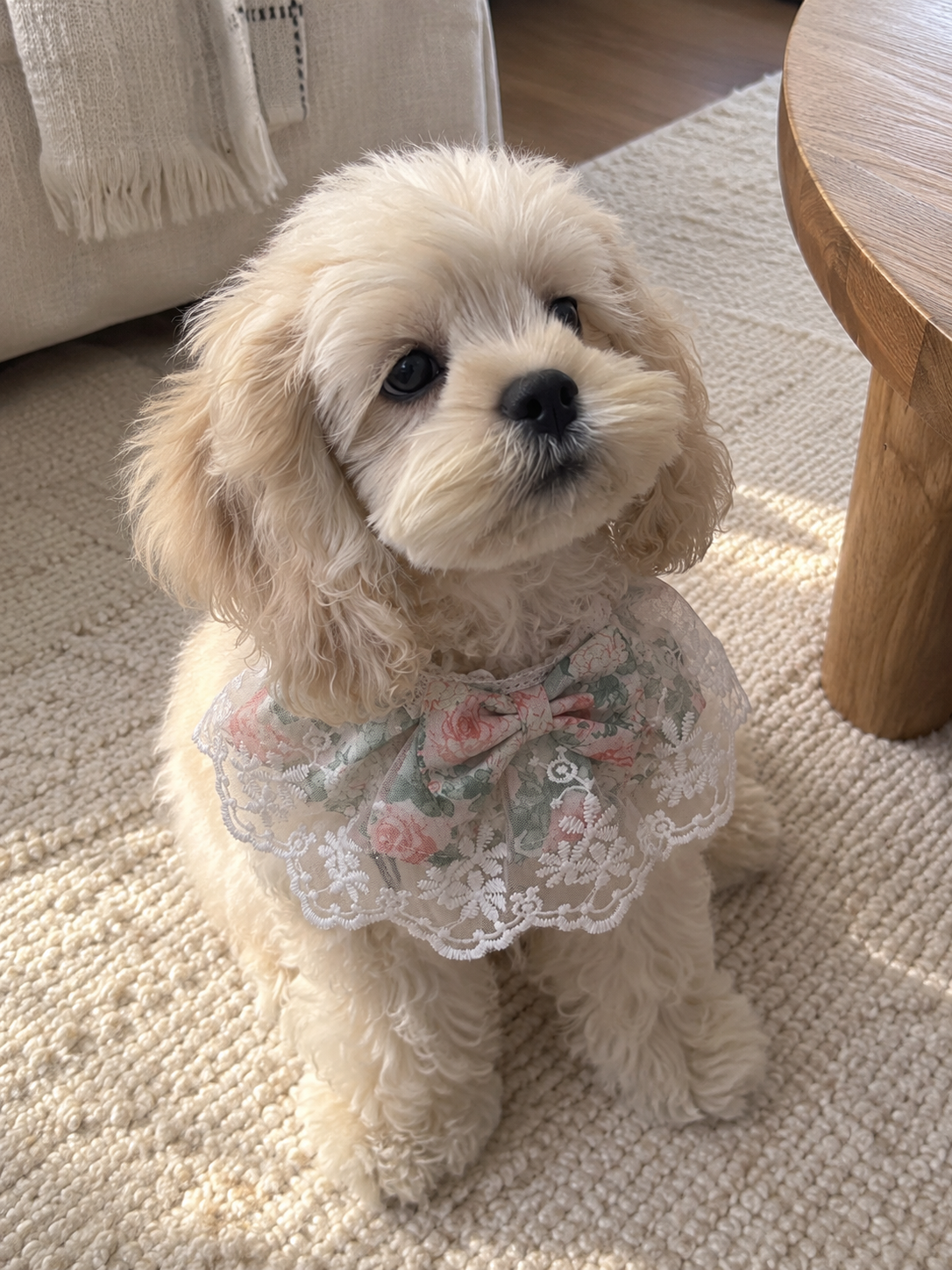 Rosy Meadow Lace Pet Bib 🌹🎀