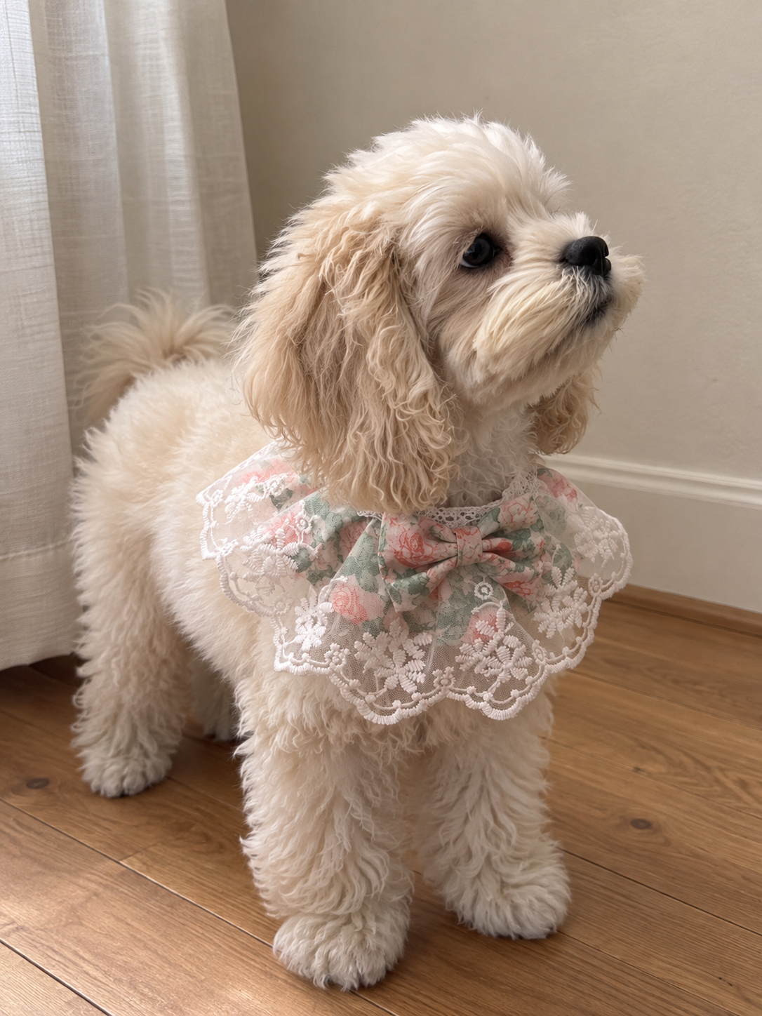 Rosy Meadow Lace Pet Bib 🌹🎀