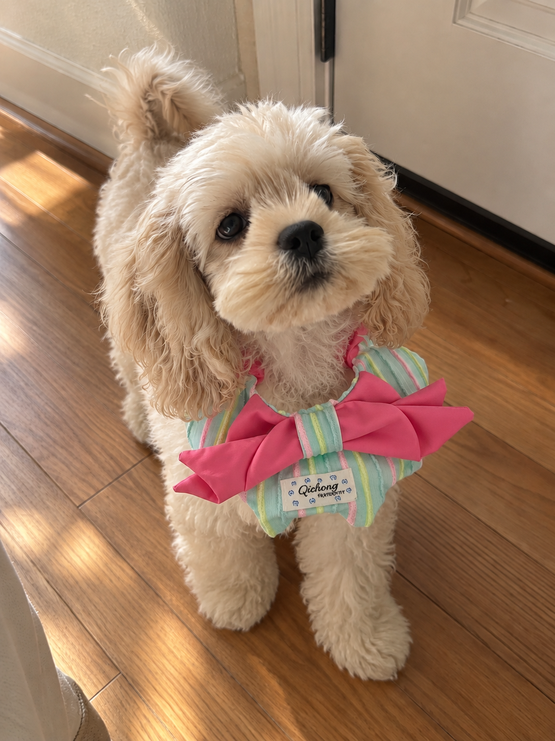 Berry Candy Bow Pet Bib 🎀🍬