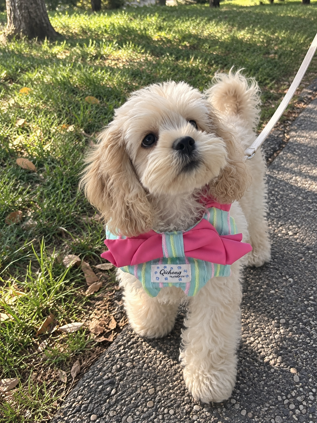 Berry Candy Bow Pet Bib 🎀🍬