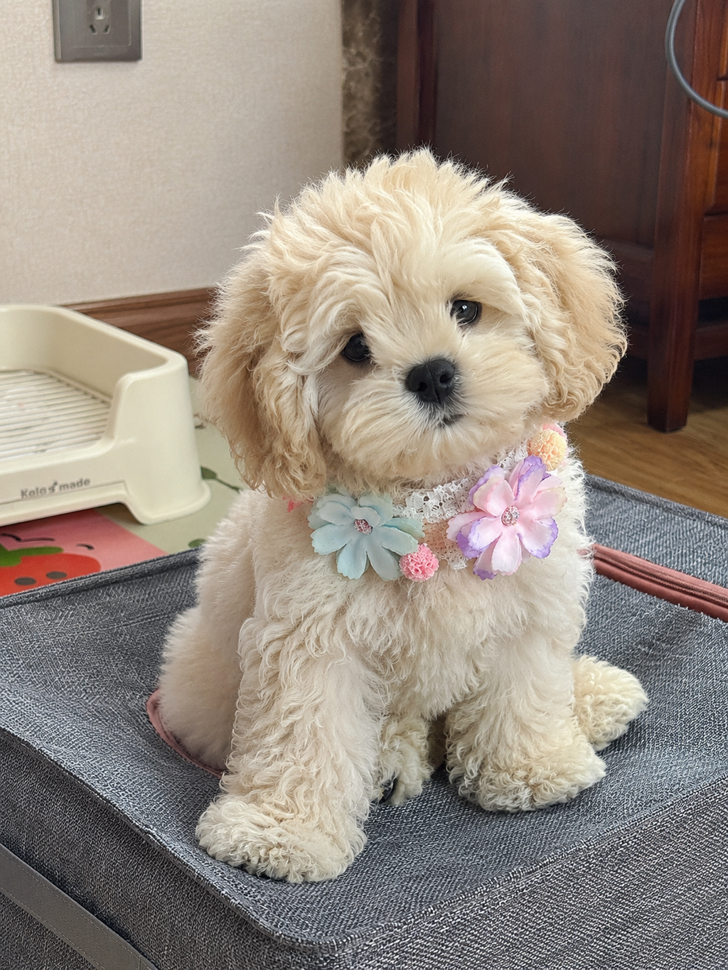 Pastel Flower Pet Collar | Kawaii Adjustable Cat & Dog Floral Bib